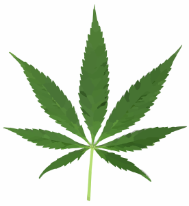cannabis-297097_960_720