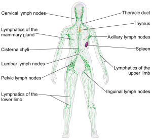 lymph.10.24.17